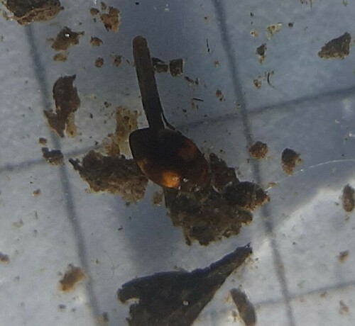 Clemnius decoratus