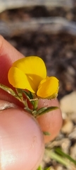 Crotalarieae