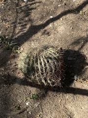 Ferocactus histrix