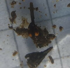 Clemnius decoratus
