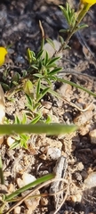 Crotalarieae
