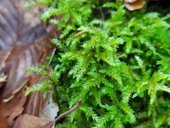 Bryophyta