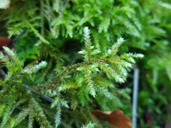 Bryophyta