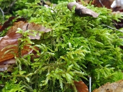 Bryophyta