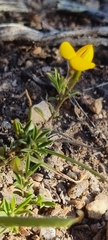 Crotalarieae