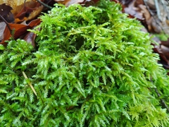 Bryophyta