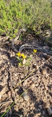 Crotalarieae