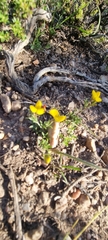 Crotalarieae