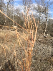 Schizachyrium scoparium