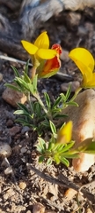 Crotalarieae