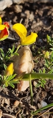 Crotalarieae