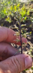 Drimia elata