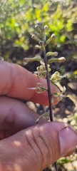 Drimia elata