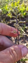 Drimia elata