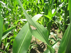 Heteropterus morpheus