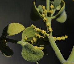 Phoradendron macrophyllum