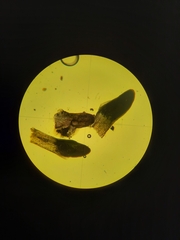 Aloina rigida