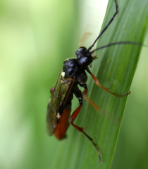 Tenthredopsis