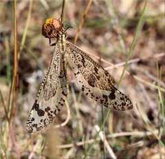 Palpares libelluloides