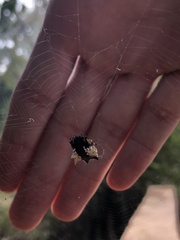 Gasteracanthinae