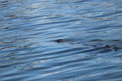Trichechus manatus latirostris