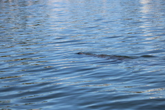 Trichechus manatus latirostris