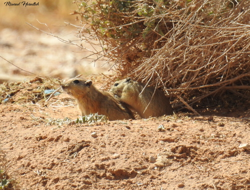 Fat Sand Rat