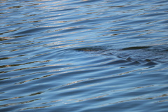 Trichechus manatus latirostris