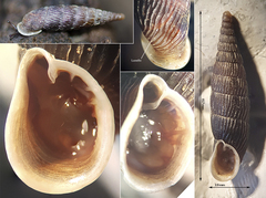 Macrogastra attenuata