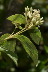 Calea ternifolia