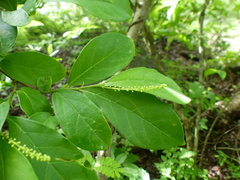 Antidesma acidum