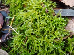 Eurhynchium striatum