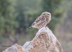 Athene noctua