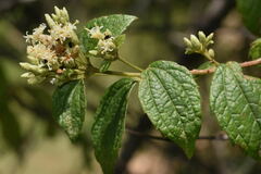 Calea ternifolia