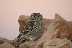 Athene noctua