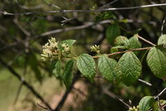 Calea ternifolia