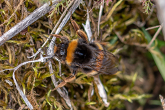 Bombus terrestris lusitanicus