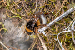 Bombus terrestris lusitanicus