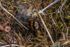 Bombus terrestris lusitanicus