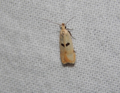Dichomeris barathrodes
