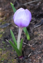 Colchicum triphyllum