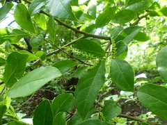 Antidesma acidum