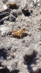 Psinidia fenestralis