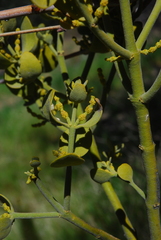 Phoradendron macrophyllum