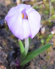 Colchicum triphyllum