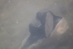 Sinistrofulgur sinistrum