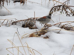 Junco hyemalis dorsalis