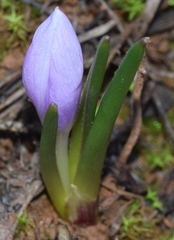 Colchicum triphyllum