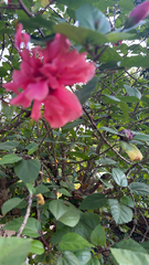 Hibiscus rosa-sinensis