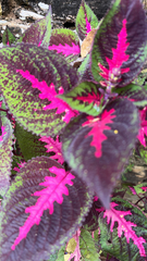 Coleus scutellarioides